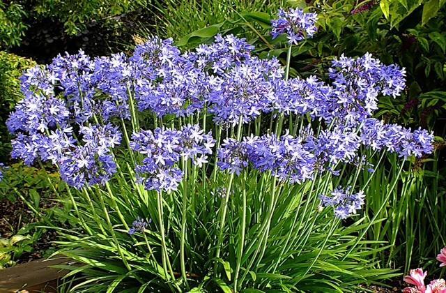 Hoogkarspel Agapanthus Bed And Breakfast מראה חיצוני תמונה